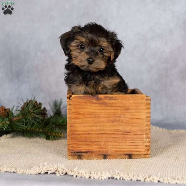 Tiny Twinkle, Yorkie Poo Puppy